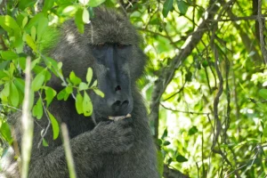 Coltivare alberi alimentari indigeni in Africa orientale combatte la malnutrizione e la perdita di biodiversità. 

Titolo: Coltivare alberi alimentari indigeni per combattere malnutrizione e biodiversità in Africa orientale.