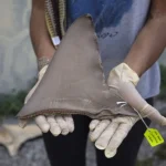 Panama protegge squali e razze con scienza, pescatori e leggi: una strategia vincente per la conservazione.