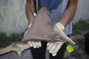 Panama protegge squali e razze con scienza, pescatori e leggi: una strategia vincente per la conservazione.