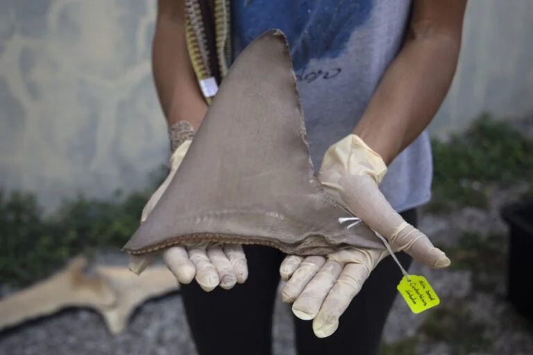 Panama protegge squali e razze con scienza, pescatori e leggi: una strategia vincente per la conservazione.