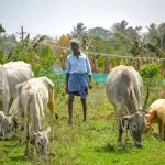 Coabitare con i grandi felini: la nuova sfida di successo della tigre in India.