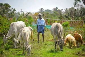 Coabitare con i grandi felini: la nuova sfida di successo della tigre in India.