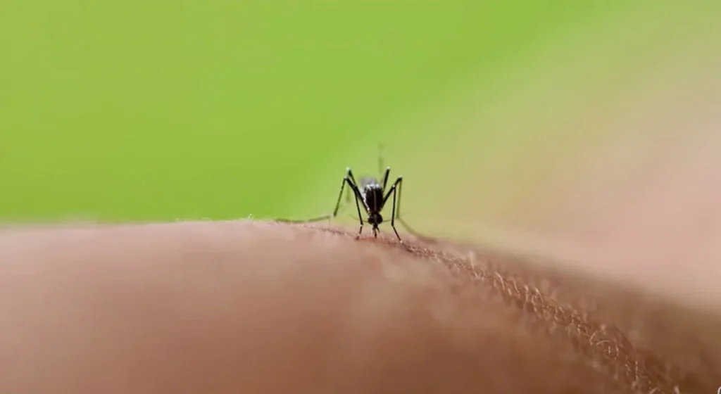 Dengue in Italia: origine, trasmissione, sintomi e pericoli del virus del 2026