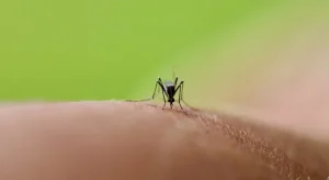 Dengue in Italia: origine, trasmissione, sintomi e pericoli del virus del 2026