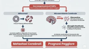 Proteina responsabile della diffusione del tumore al seno nel cervello: scoperta importante.