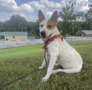 Ruby cerca un compagno di avventure: prendi con te questo adorabile animale!