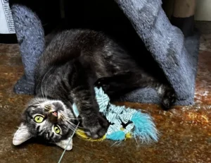 Randall, il nostro Pet della Settimana: un cane ricco di personalità! Scoprilo ora!