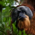 Singkil peat swamp: la capitale mondiale degli oranghi in lotta.