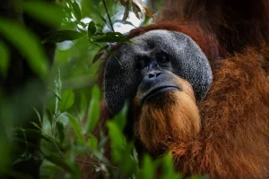 Singkil peat swamp: la capitale mondiale degli oranghi in lotta.
