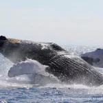 Caldo anomalo riscontro come causa principale del crollo delle balene megattere hawaiiane, conferma studio.