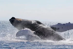 Caldo anomalo riscontro come causa principale del crollo delle balene megattere hawaiiane, conferma studio.