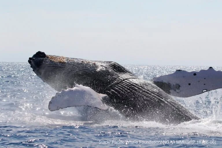 Caldo anomalo riscontro come causa principale del crollo delle balene megattere hawaiiane, conferma studio.