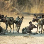 Registrazione del più lungo spostamento di mammiferi africani da parte di cani selvatici dello Zambia