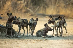 Registrazione del più lungo spostamento di mammiferi africani da parte di cani selvatici dello Zambia