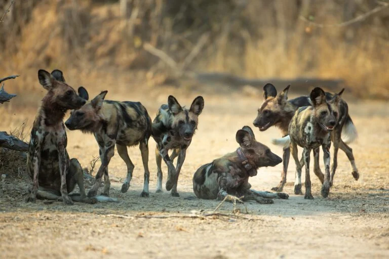 Registrazione del più lungo spostamento di mammiferi africani da parte di cani selvatici dello Zambia