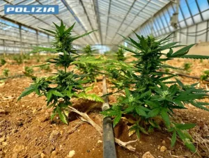 Scoperta una maxi piantagione di cannabis nel Cagliaritano, due arresti
