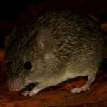 Scoperta nuova specie endemica in Sri Lanka grazie al cocco bruciato: curiosità scientifica da conoscere.