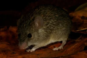 Scoperta nuova specie endemica in Sri Lanka grazie al cocco bruciato: curiosità scientifica da conoscere.