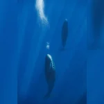 Le balene cachalot soffiano bolle per galleggiare durante il riposo, conferma uno studio.