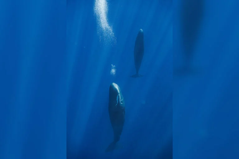 Le balene cachalot soffiano bolle per galleggiare durante il riposo, conferma uno studio.