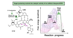 Modifiche chimiche possono aumentare l’efficienza delle molecole di RNA, lo dimostra uno studio del Cnr