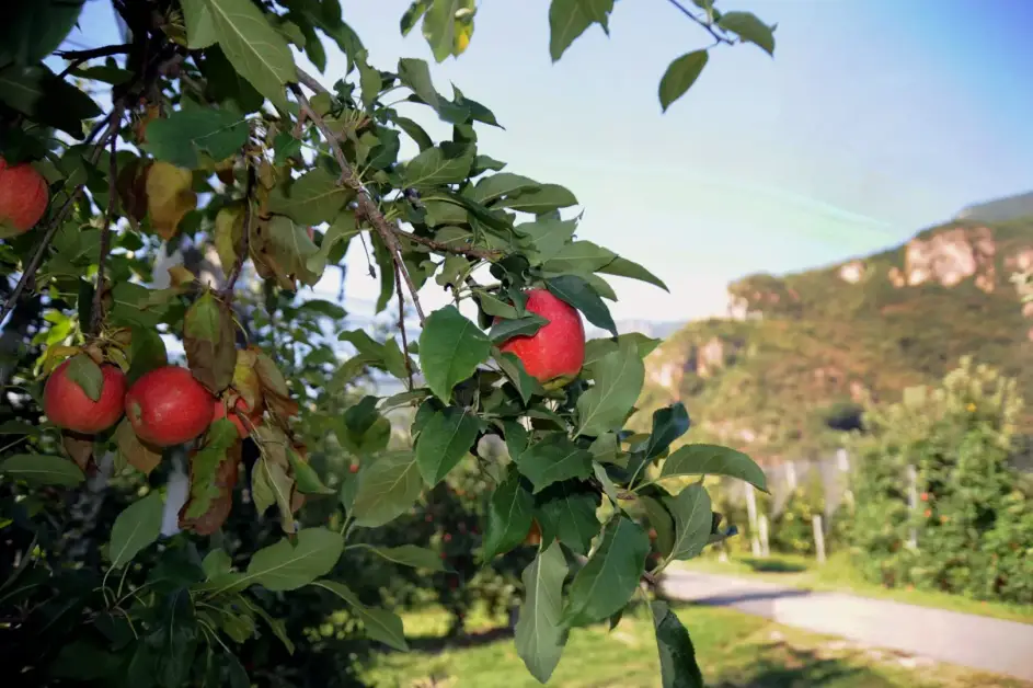 Esotica Mosca Orientale della Frutta Avvistata per la Prima Volta in Veneto: Piano Regionale in Azione