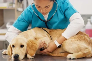 FDA approva farmaco d’emergenza per trattare il verme senza testa nei cani.