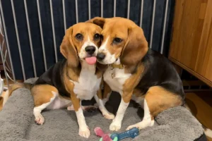 Scienziati modificano geneticamente un cane: possibili sviluppi futuri sorprendenti.