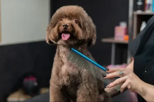 Perché il tuo cane appare più sicuro dopo una visita dal toelettatore.