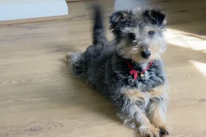 Il significato della coda che scodinzola: segnali nascosti dei cani felici.