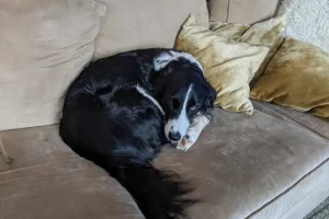 Cosa comunica realmente il tuo cane quando ruba il tuo posto? Scopri la verità!