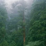 Il Giappone vuole piantare alberi senza polline per risolvere la crisi da febbre da fieno.