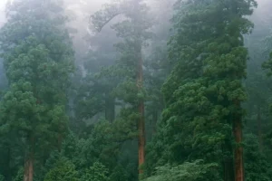Il Giappone vuole piantare alberi senza polline per risolvere la crisi da febbre da fieno.