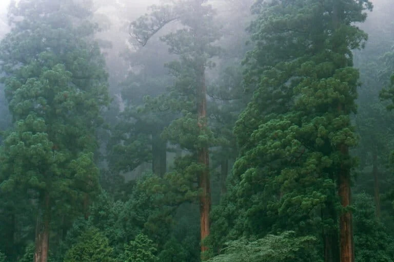 Il Giappone vuole piantare alberi senza polline per risolvere la crisi da febbre da fieno.