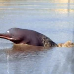 Pakistan: ampliato habitat protetto delfino fiume Indo per speranza di recupero.