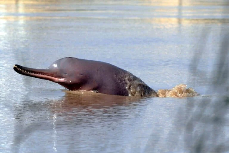 Pakistan: ampliato habitat protetto delfino fiume Indo per speranza di recupero.