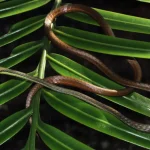 Esperti mondiali si riuniscono in Sri Lanka per il primo storico Congresso Mondiale sui Serpenti.