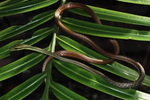 Esperti mondiali si riuniscono in Sri Lanka per il primo storico Congresso Mondiale sui Serpenti.