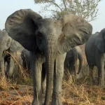 Origini del crimine contro la fauna selvatica in Zambia: uno studio approfondito.