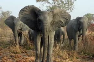 Origini del crimine contro la fauna selvatica in Zambia: uno studio approfondito.