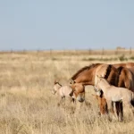 Due cuccioli selvaggi di cavalli di Przewalski nati in Kazakhstan dopo 200 anni: una rara gioia.