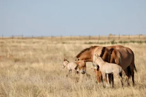 Due cuccioli selvaggi di cavalli di Przewalski nati in Kazakhstan dopo 200 anni: una rara gioia.