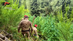 Scoperte 5 piantagioni di marijuana tra i boschi dell’Aspromonte, due arresti
