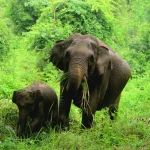 Agricultori donne in Sumatra adottano metodo non invasivo per allontanare elefanti. 

Titolo: Donne agricoltrici in Sumatra trovano modo gentile per tenere lontani gli elefanti.