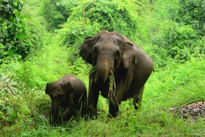 Agricultori donne in Sumatra adottano metodo non invasivo per allontanare elefanti. 

Titolo: Donne agricoltrici in Sumatra trovano modo gentile per tenere lontani gli elefanti.