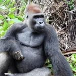 Ebola, gemelli e conservazione guidata dalle donne: giornalismo sui gorilla per la Giornata Mondiale dei Gorilla.