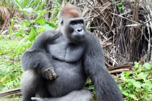 Ebola, gemelli e conservazione guidata dalle donne: giornalismo sui gorilla per la Giornata Mondiale dei Gorilla.