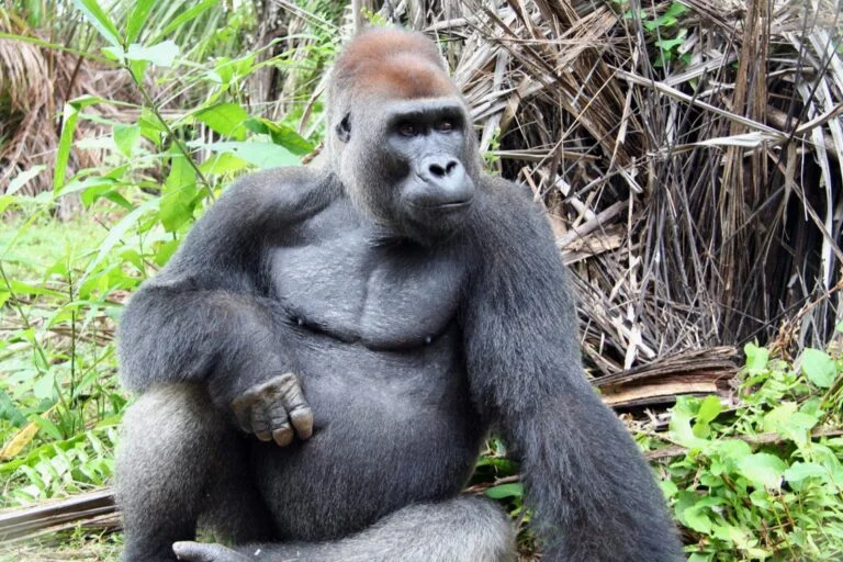 Ebola, gemelli e conservazione guidata dalle donne: giornalismo sui gorilla per la Giornata Mondiale dei Gorilla.