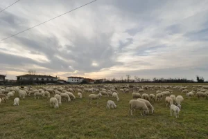 Approvata la piattaforma per rinnovo contratto collettivo allevatori 2027-2030: tutte le novità.