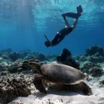 Il turismo può rallentare il declino dei coralli a Bali: studio su hotspot viaggi.